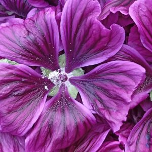 mauve - plantes - medicinales - tisanes - bio - producteur