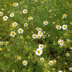camomille matricaire - plantes - medicinales - tisane - bio - producteur