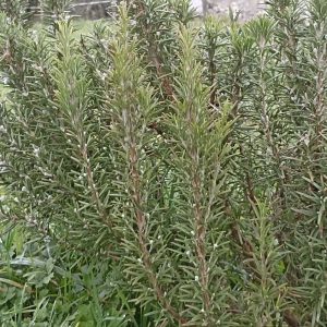Romarin - plantes - médicinales - tisane - bio- producteur