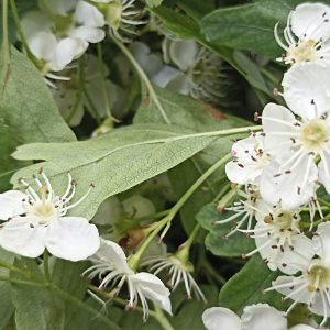 aubepine -plantes -medicinales - bio -producteur