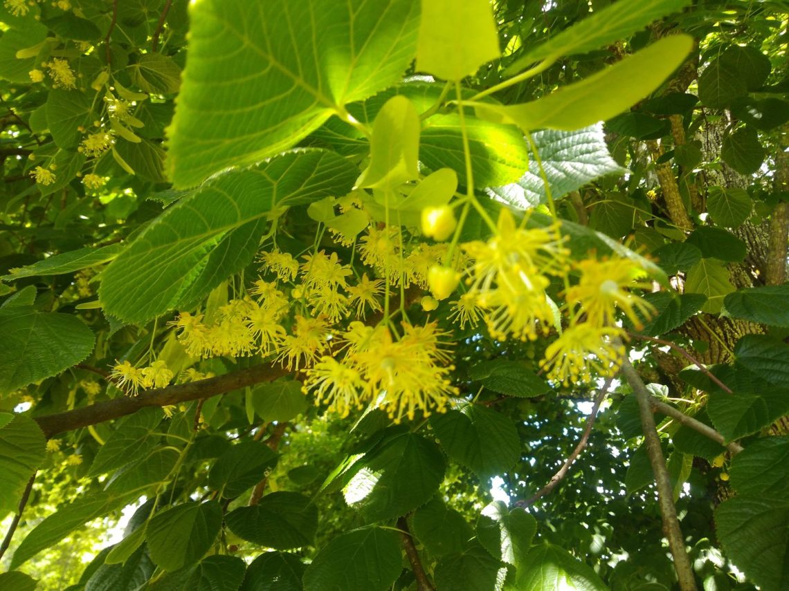 Tisane de Tilleul – Les fées des plantes